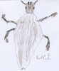 Lice drawn by Thomas age 9