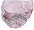 Wooden bowl drawn by Joe age 10