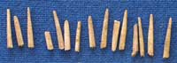Bone teeth from Abingdon (AN1934.225)